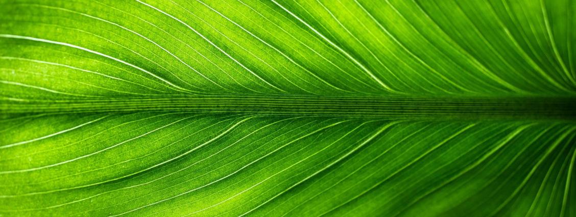 grünes Blatt Grüne Praxis