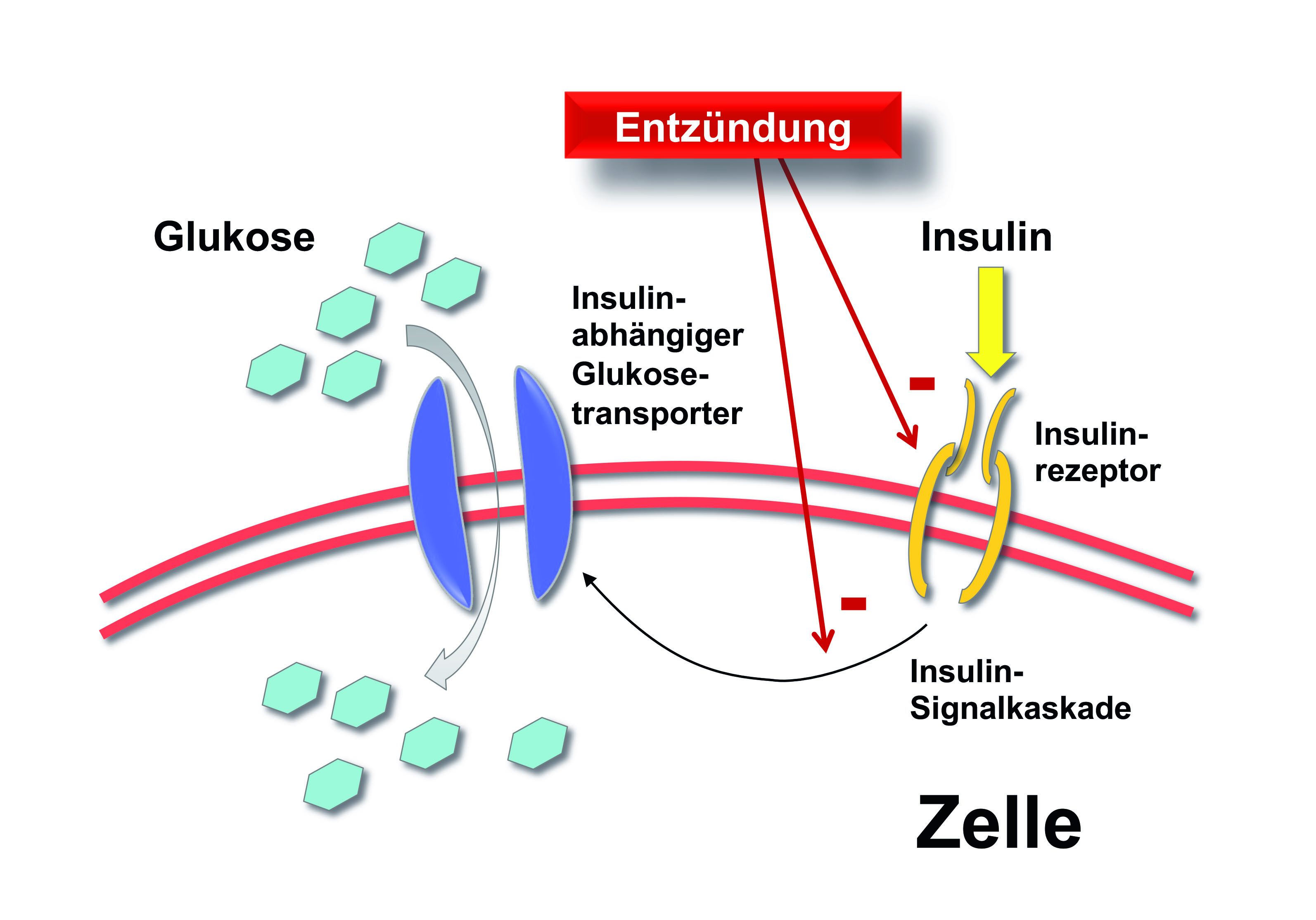 Abb. 4: Hemmung der Glukoseaufnahme durch Entzündungsmediatoren: Diese können die Insulinresistenz unter anderem durch Aktivierung des Insulinrezeptors hemmen. Dadurch wird der insulinabhängige Glukos