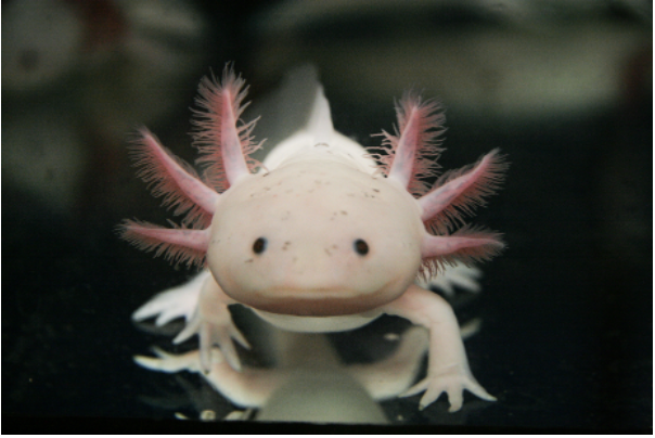 Abb.1: Der mexikanische Lurch Axolotl kann Teile des Gehirns, des Auges oder der Wirbelsäule nachbilden.